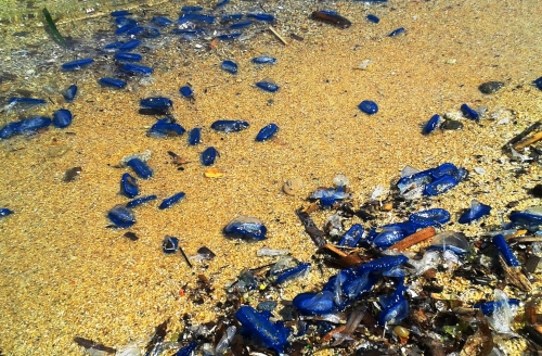 Velella - all washed up
